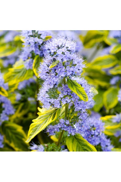 Декоративний кущ з жовтими краями листя